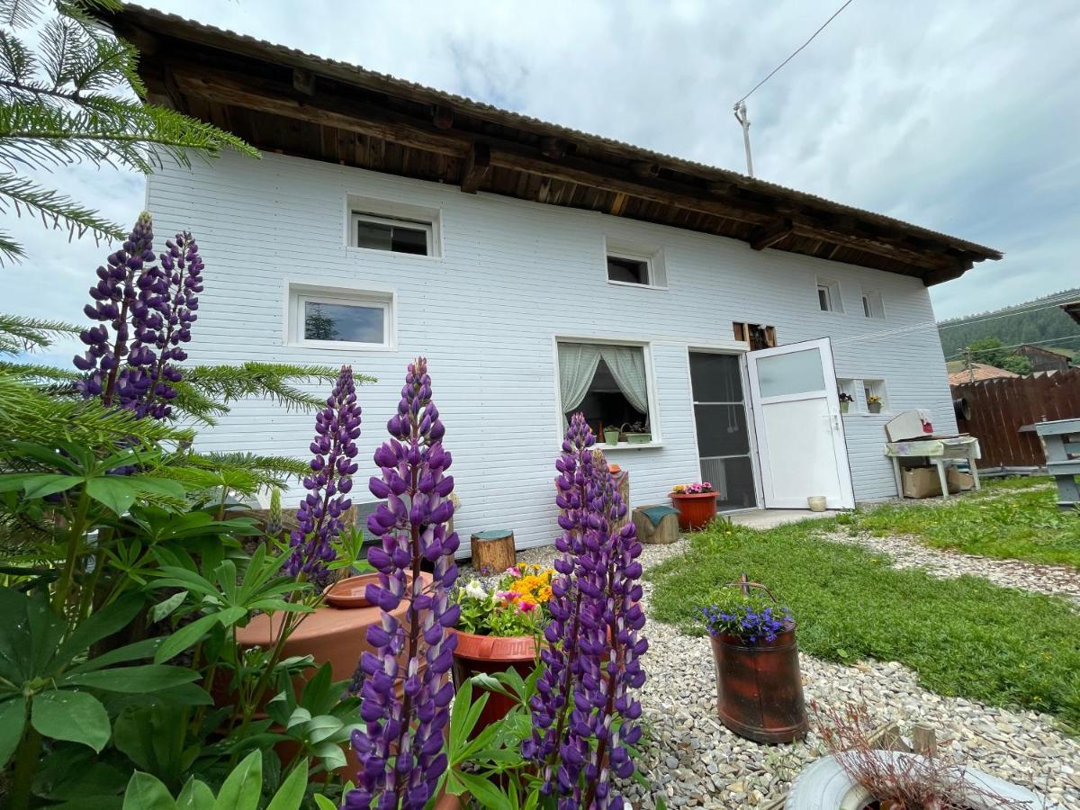Casa De Oaspeti Cristina Fitod Eksteriør billede